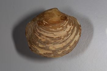 Media type: image; Malacology 119129